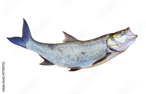 The Asp fish - Aspius Aspius. Fishing catch of predatory fish. Animals isolated on white background.