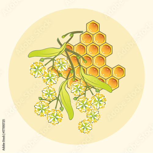 Flowers of lime and honey on white background. Medicinal linden flowers and yellow honeycomb in a circle.