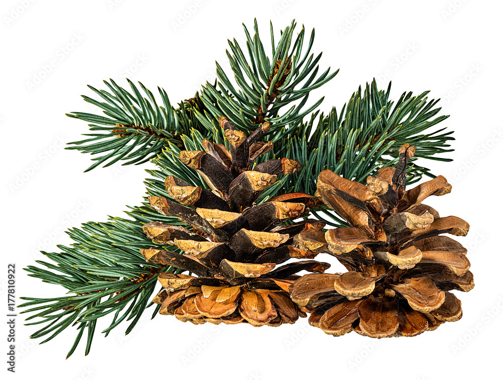 Brown pine cone on white background with clipping pass Brown pine cone on white background with clipping pass