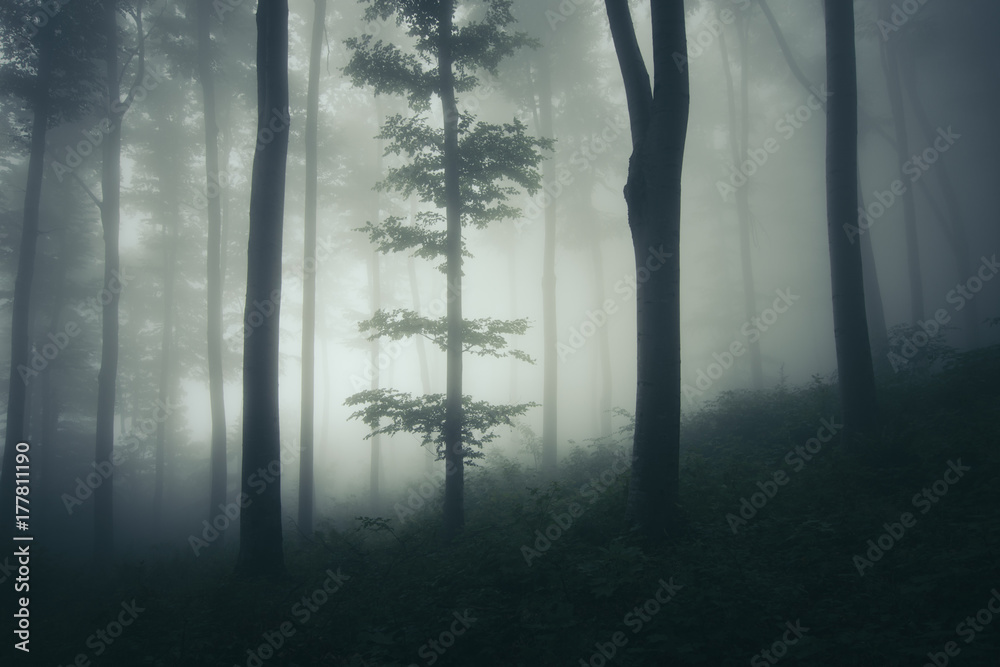 Fototapeta premium dark forest landscape with tree in fog