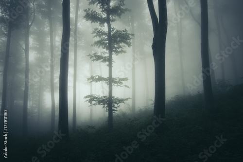 dark forest landscape with tree in fog