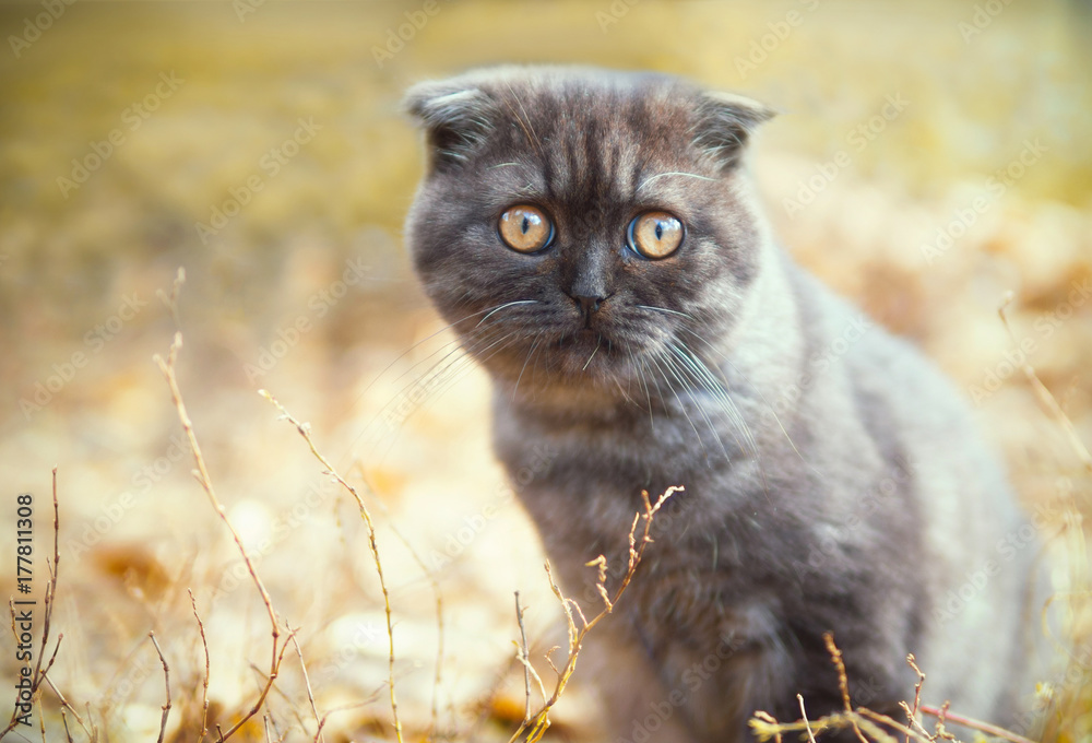 Cute Scottish fold kitten with a silly face