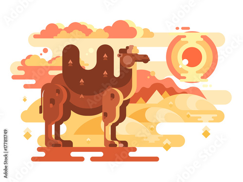 Two-humped camel in desert