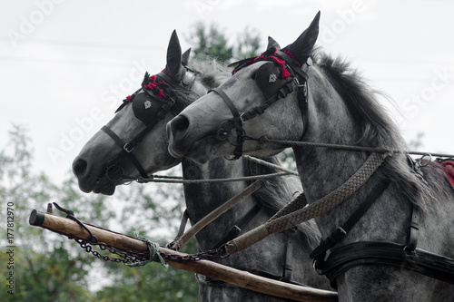 two gray carriage horses