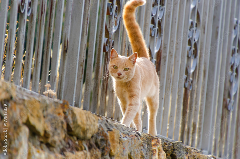 Obraz premium Orange cat walking on a fence