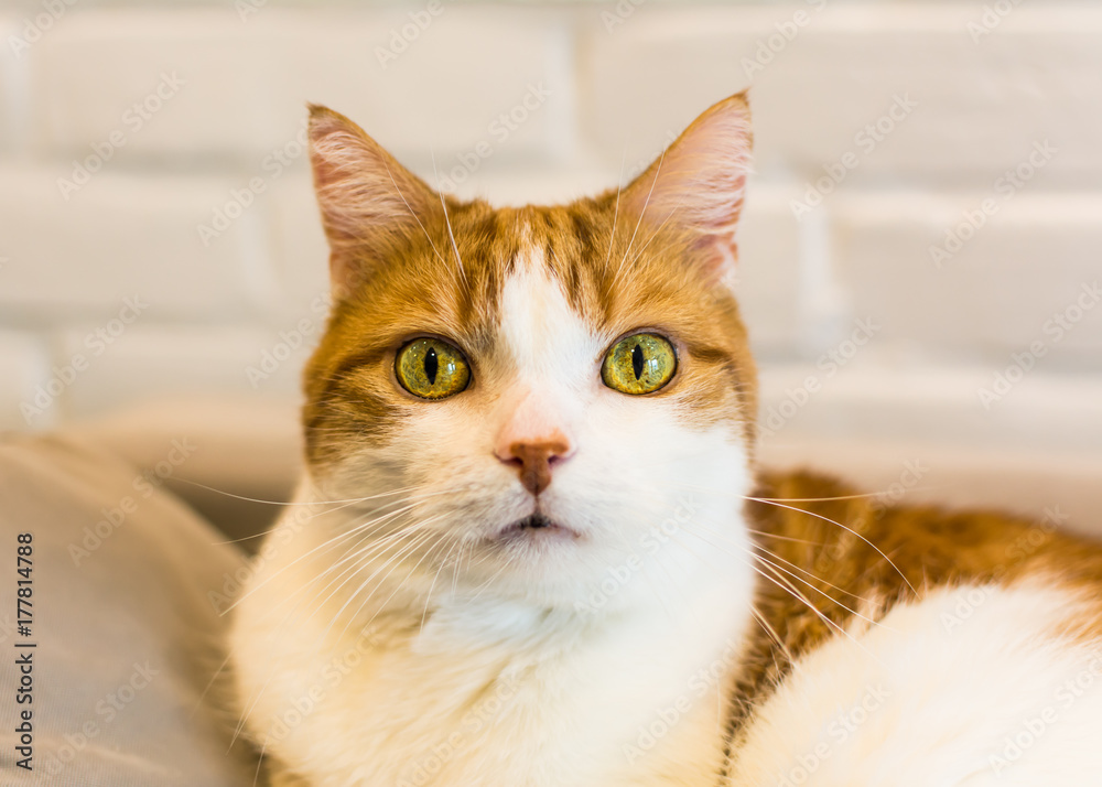Ginger and white cat with hypnotizing green eyes and funny nose looking straight into lenses