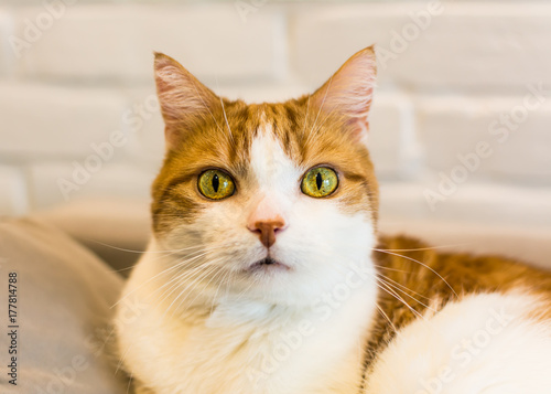 Ginger and white cat with hypnotizing green eyes and funny nose looking straight into lenses © Agata Kowalczyk