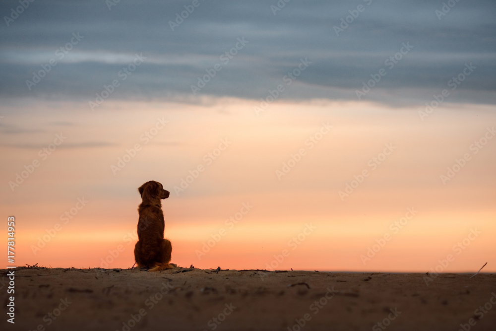 Dog Nova Scotia duck tolling Retriever at sunset