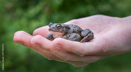 Toad in hand