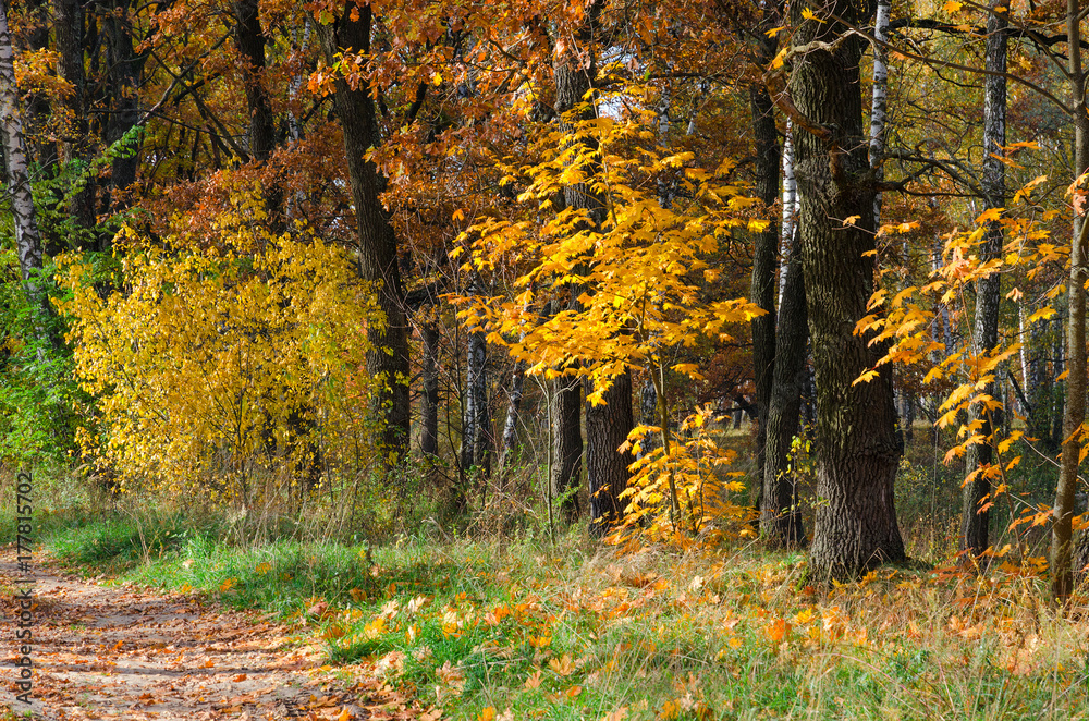 Fototapeta premium Golden Autumn, natural landscape. Road in deciduous forest