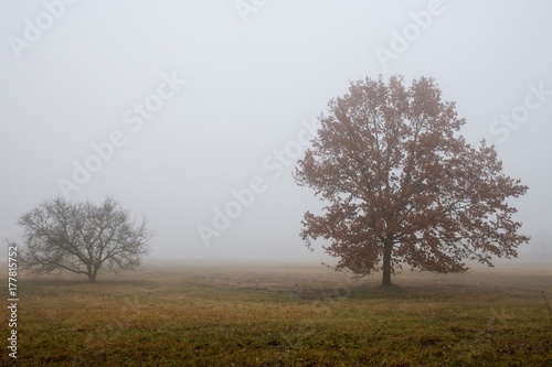 Nebel Baum