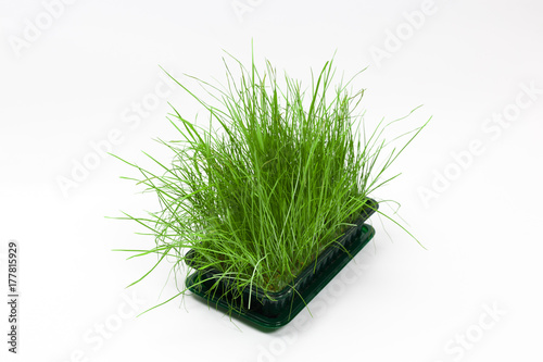 Bright green fresh grass sprouted in a plastic box on a white background.