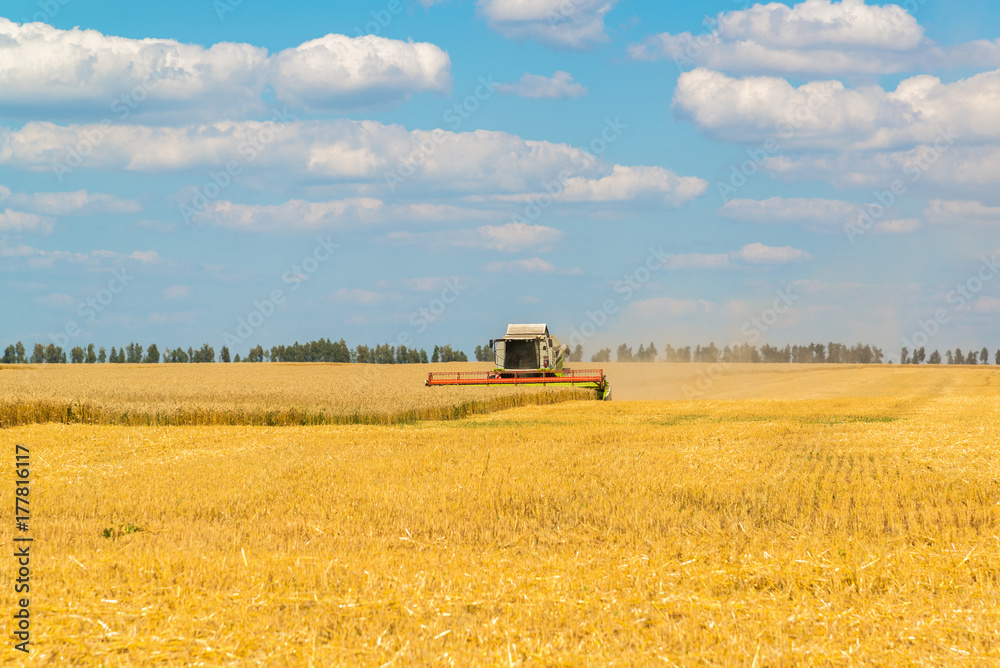Agricultural machinery removes grain crops on field in Russia