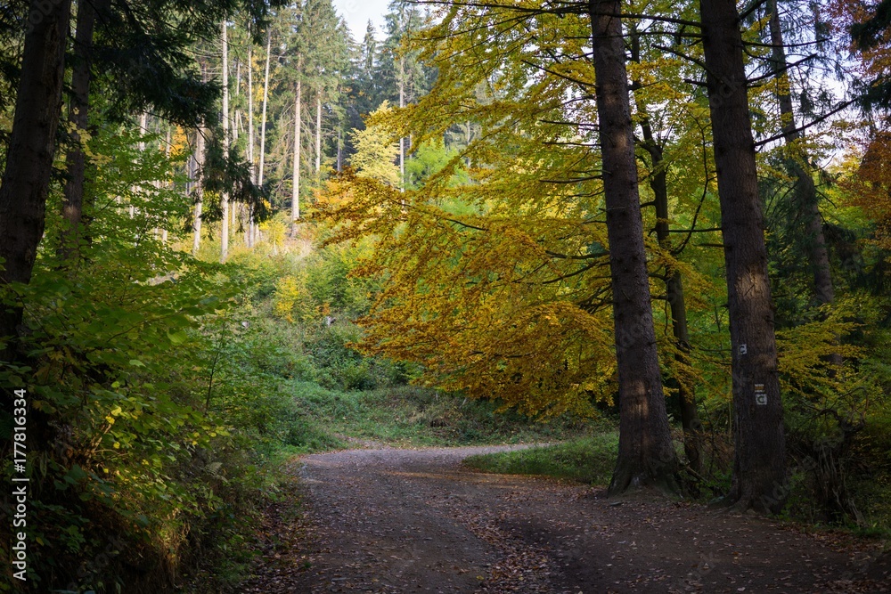 Paths in forest covered by leaves with colorful trees during autumn fall. Slovakia