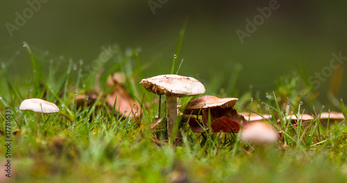 Pilze im Herbst in einem Wald