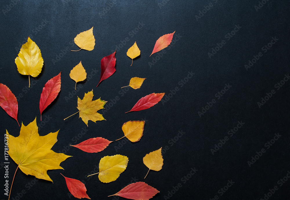 Autumn composition with color leaves ornament on balck slate board with copy space. bright maple foliage season autumn text retro country style flat lay top view dark background