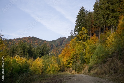 Colorful autumn leaves on the trees in nature. Slovakia