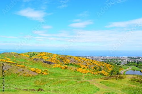 Yellow Fields