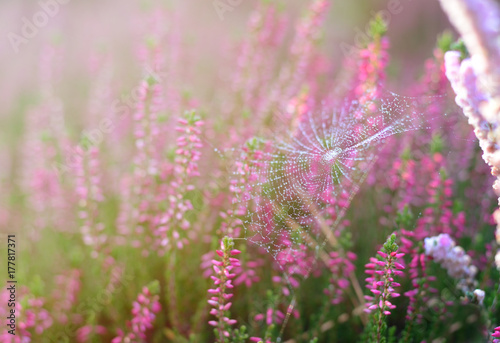 Beautiful sunny nature background with spider web on a lilac heather flowers. Morning dew on wild meadow.