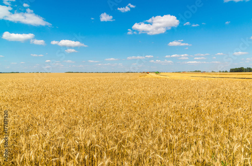 Ripe wheat field during harvesting. Russia