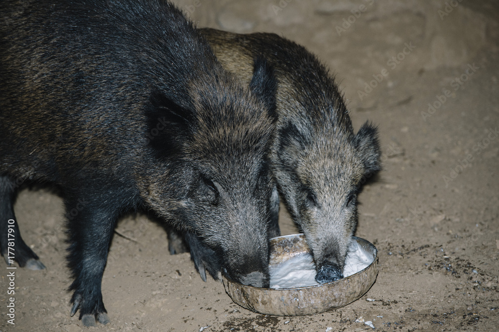 wild boar and her calf eating wild boar and her calf eating
