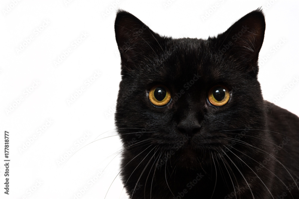 Portrait of a black cat in studio with white background