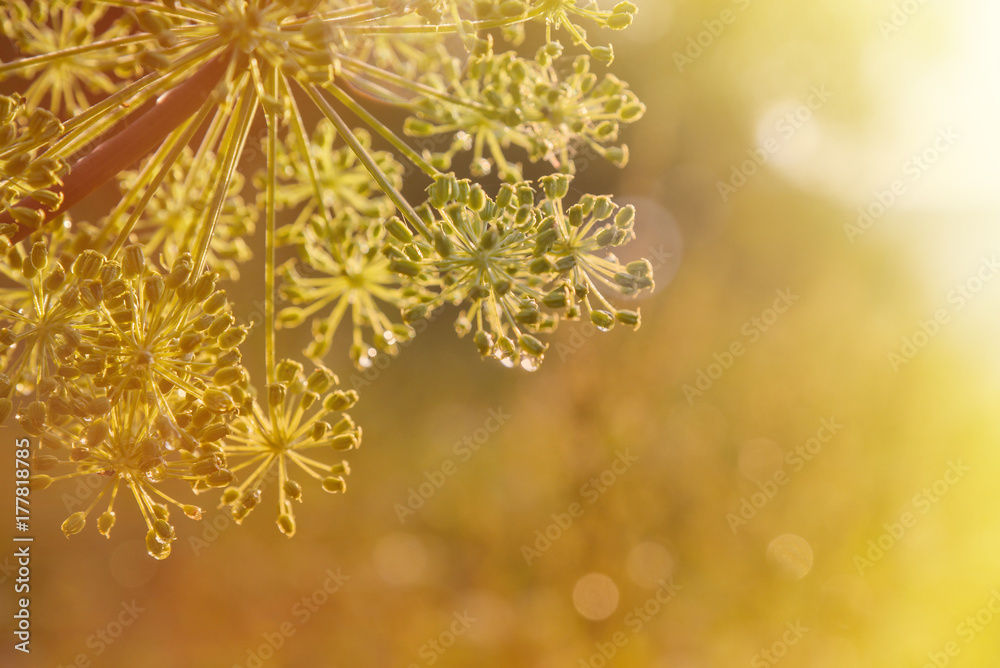 close-up of an umbel of garden angelica. angelica flower. - obrazy, fototapety, plakaty 