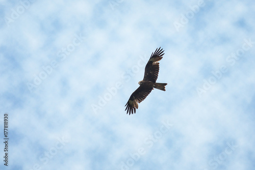 eagle fly in the air on cloudy sky background