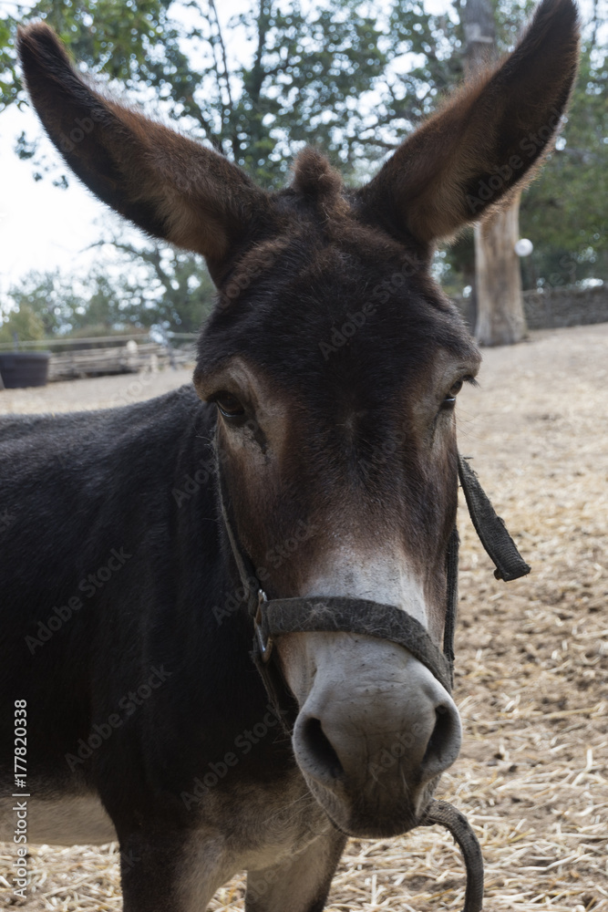 portrait of donkey standing behind a fence portrait of donkey standing behind a fence