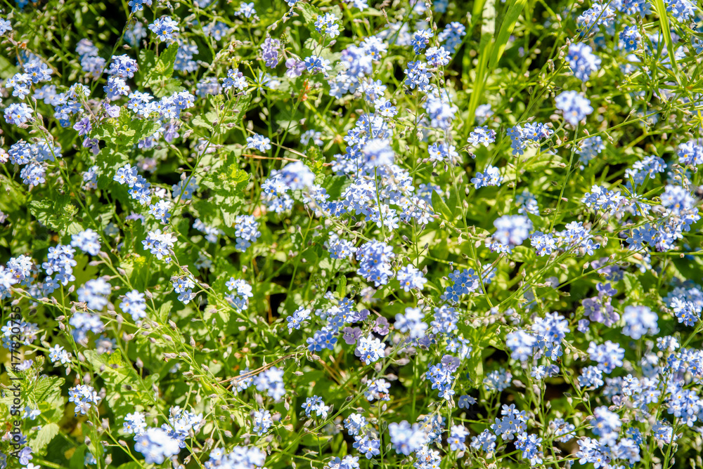 Flowers forget-me-nots grow on a forest glade Flowers forget-me-nots grow on a forest glade