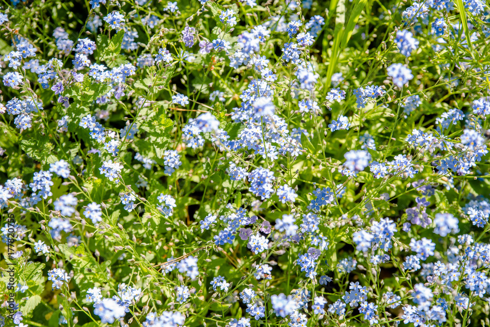 Flowers forget-me-nots grow on a forest glade 