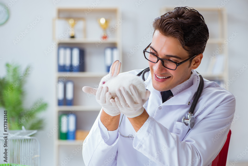 Vet doctor examining rabbit in pet hospital Vet doctor examining rabbit in pet hospital