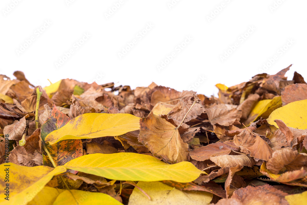 Autumnal leaves isolated on white background