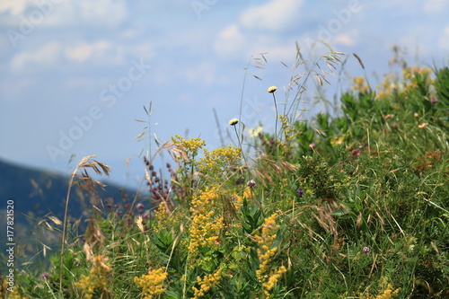 Wildflowers on the slopes of Mount Mashuk in Pyatigorsk, Russia