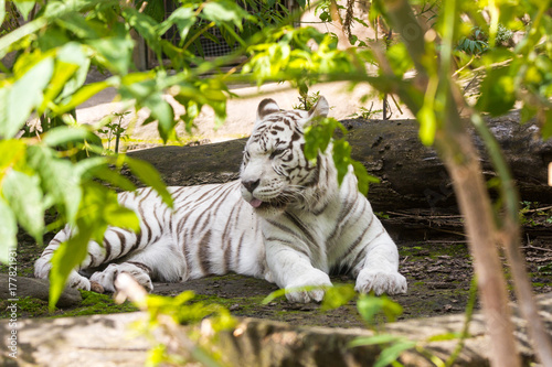 Rare white tiger slose portrait photo