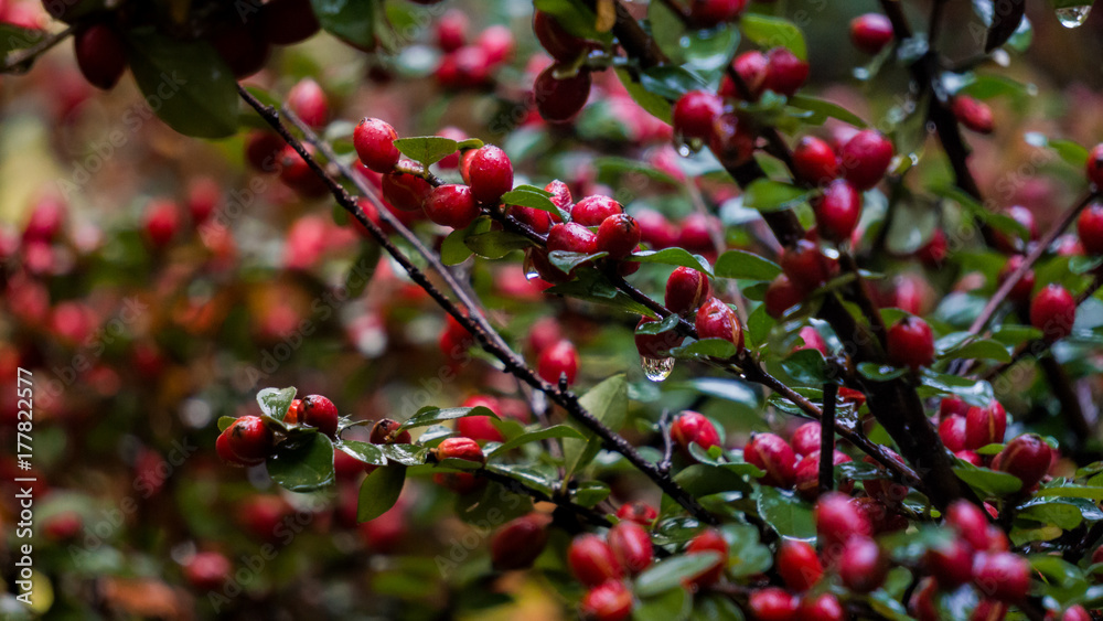 Ripe rosehip