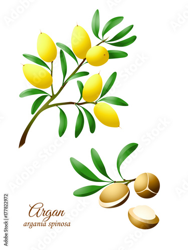 Argan branch with fruits and nuts....