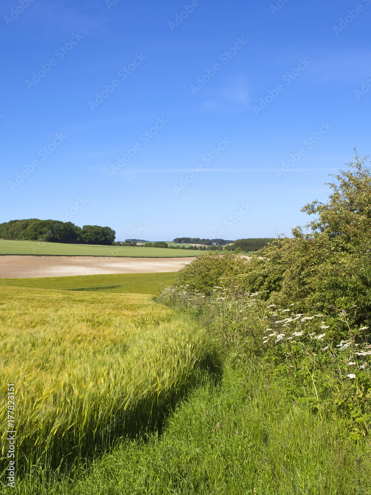 Obraz premium hedgerow and barley