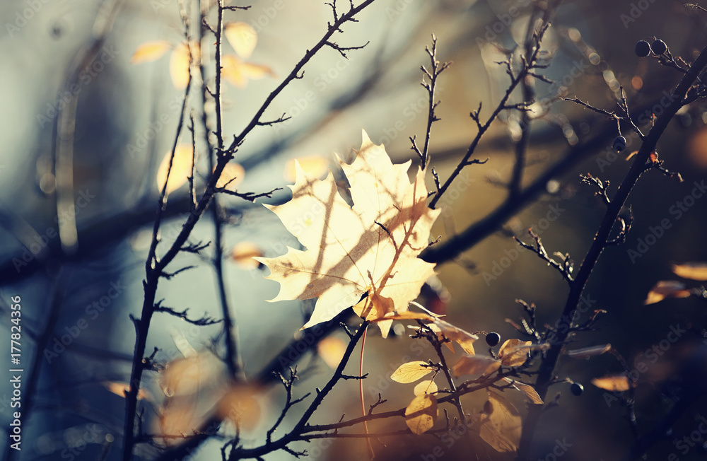 The autumn maple leaf which has fallen and got stuck in branches. The autumn maple leaf which has fallen and got stuck in branches.