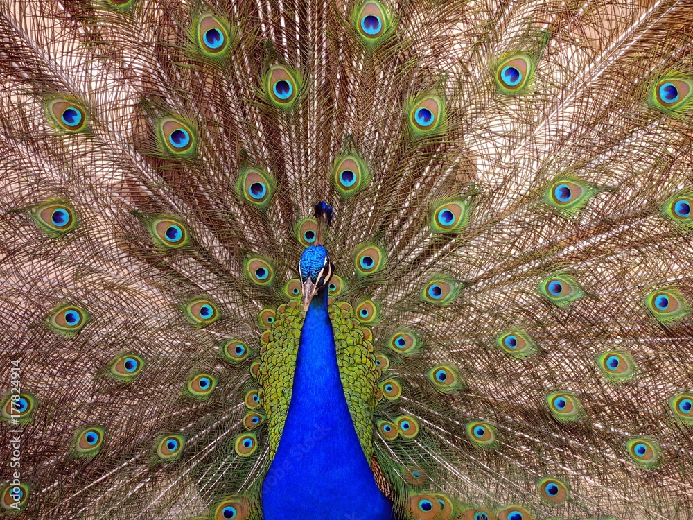 Obraz premium Peacock with the opened tail