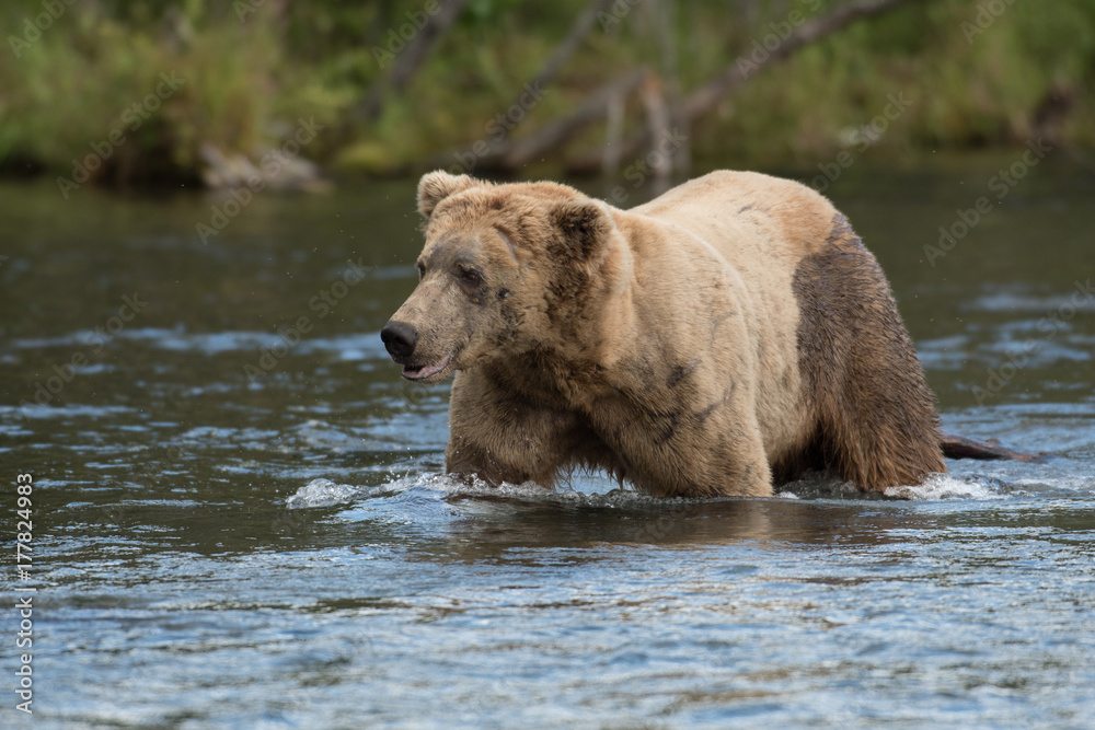 Alaskan brown bear in river Alaskan brown bear in river