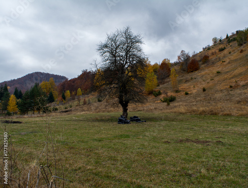 Black tree in the middle of colorful scene