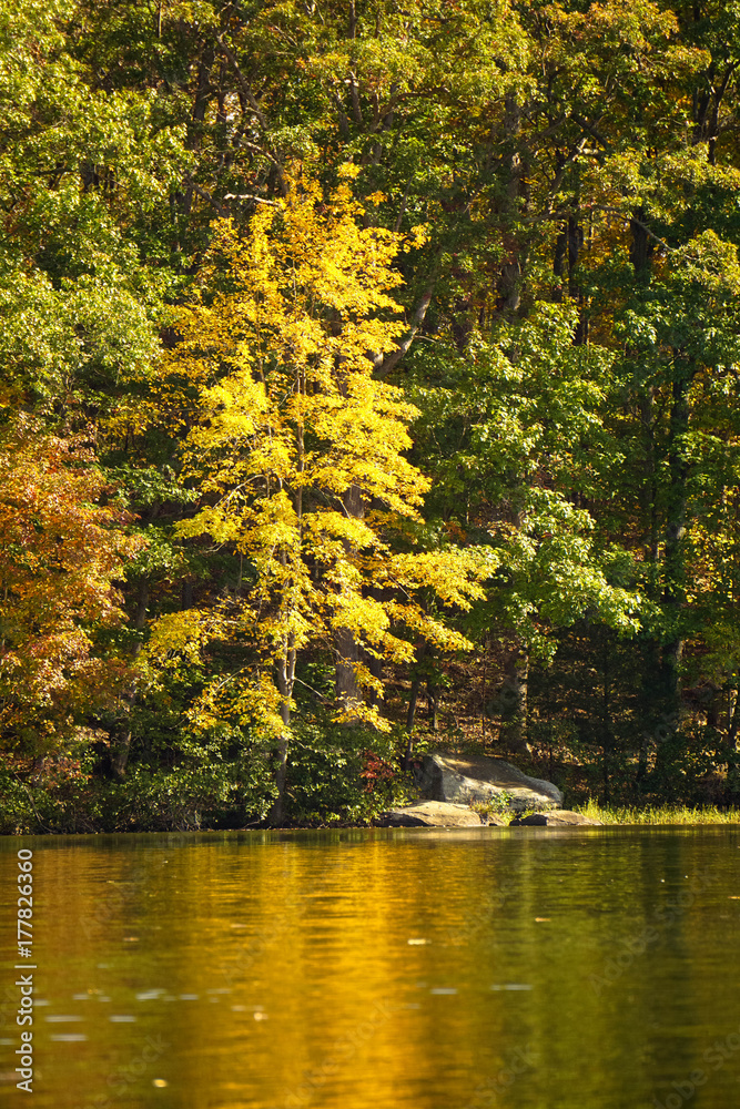 Fototapeta premium Eastern fall beauty