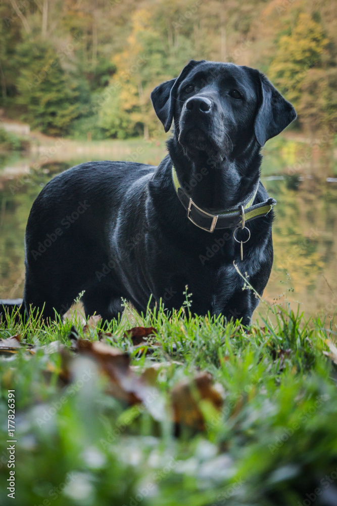 Black Labrador Retriever is standing close to lake in the autumn time, Szczecin, Poland Black Labrador Retriever is standing close to lake in the autumn time, Szczecin, Poland