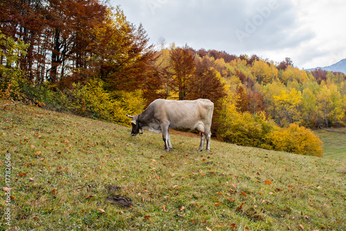 Cow eating grass in autumn