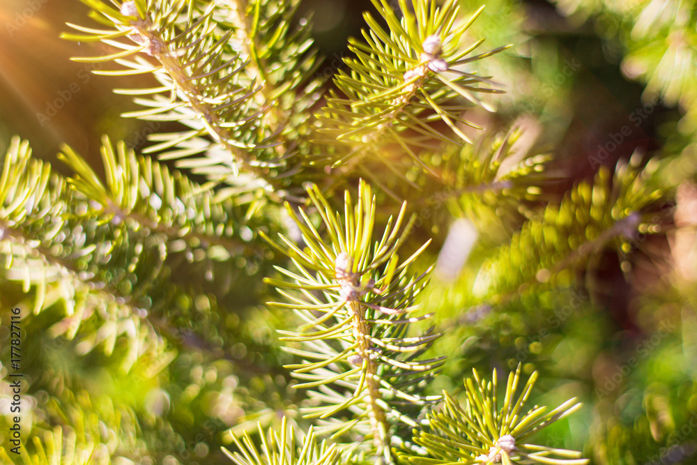 Beautifull coniferous pine tree on fresh natural forest background Beautifull coniferous pine tree on fresh natural forest background