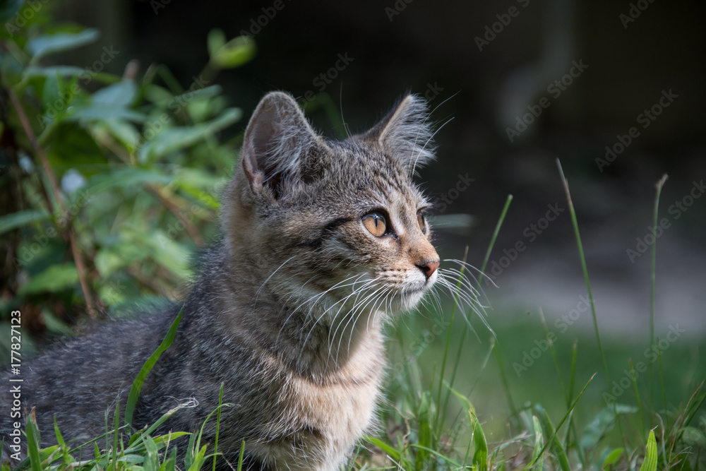 Cute tabby kitten outdoors Cute tabby kitten outdoors