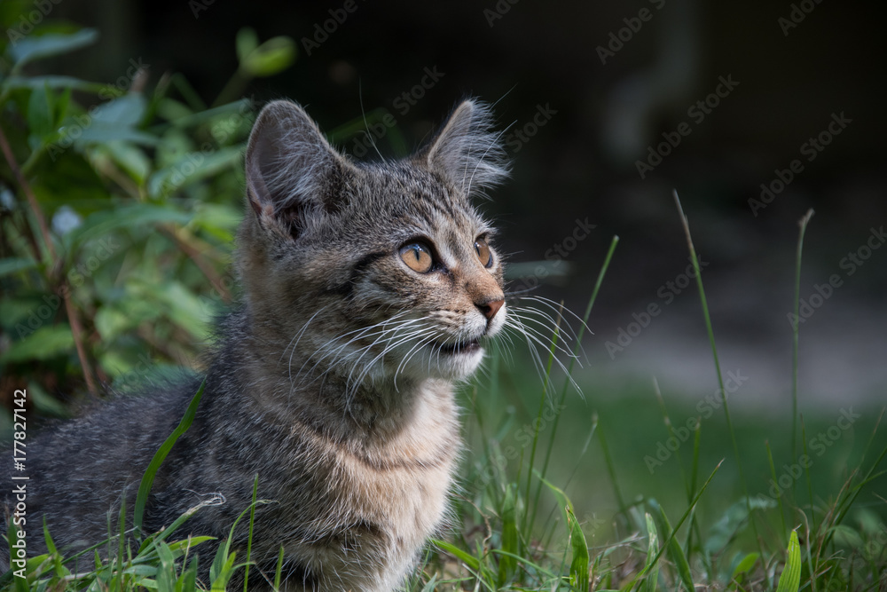 Cute tabby kitten outdoors