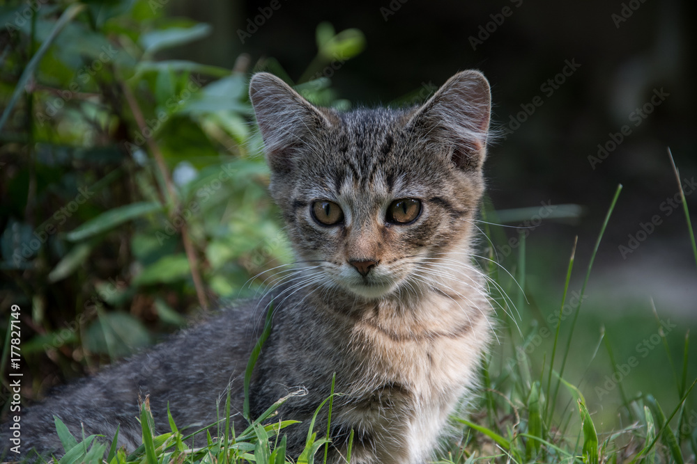 Cute tabby kitten outdoors