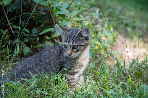 Cute tabby kitten outdoors © Tony Campbell